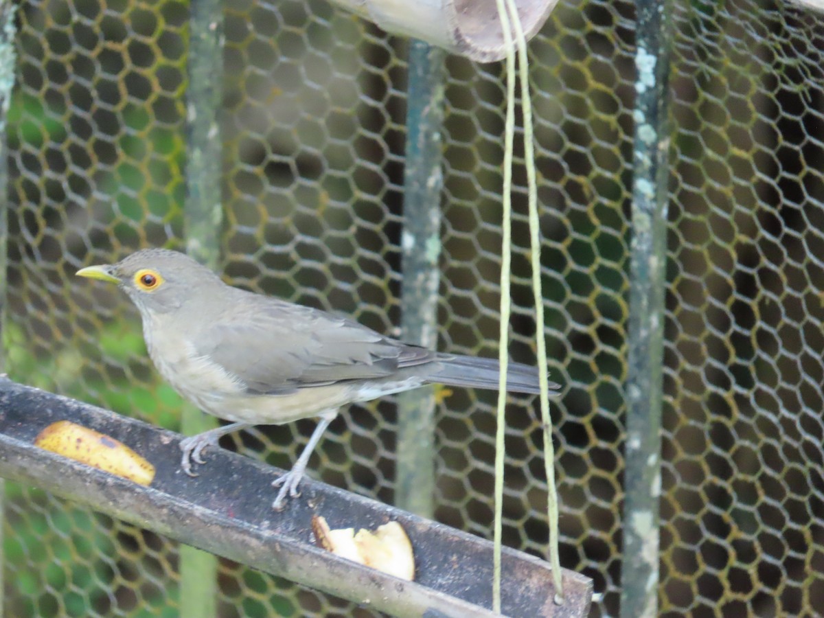 Spectacled Thrush - ML643836984