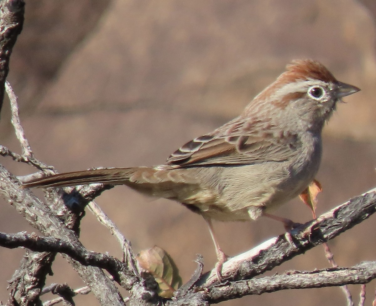 Rufous-crowned Sparrow - ML643836990