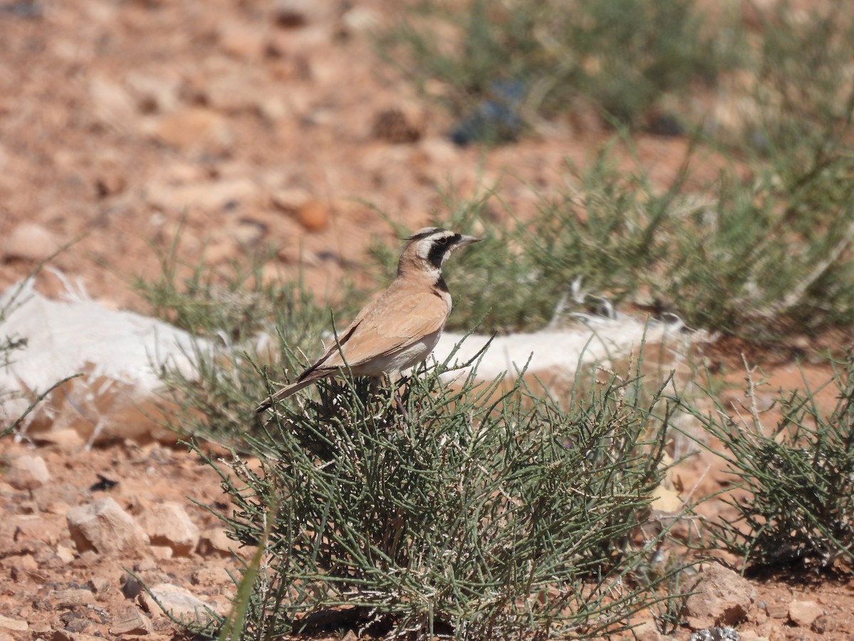 Temminck's Lark - ML643837040