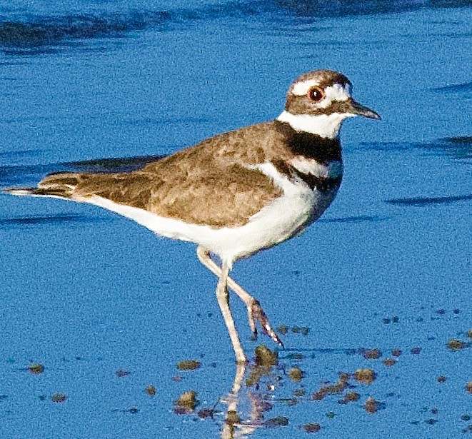 Killdeer - ML643837071