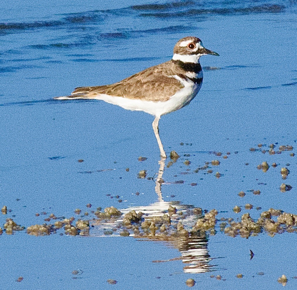 Killdeer - ML643837072