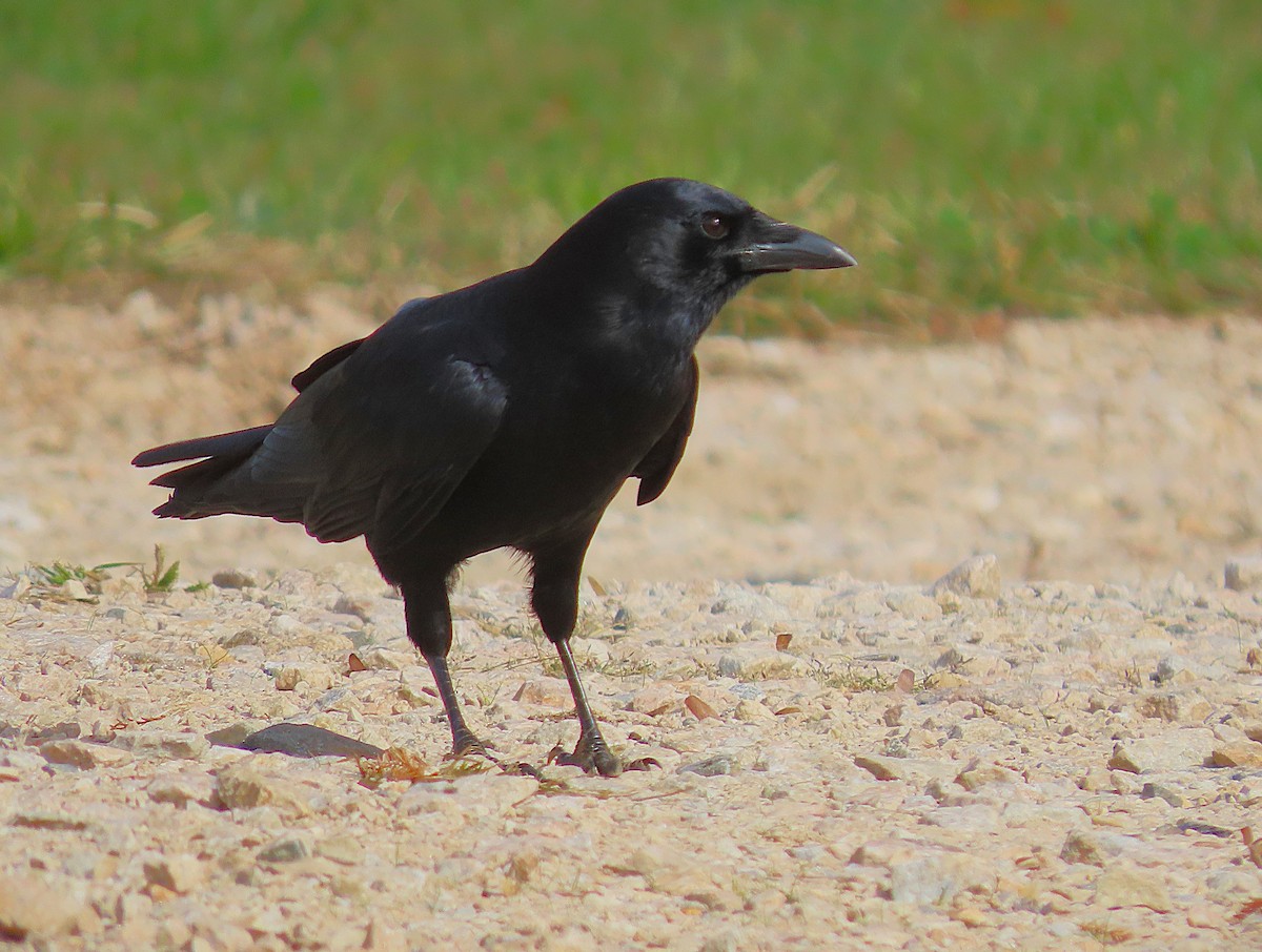 American Crow - ML643837077