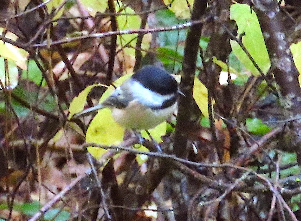 Black-capped Chickadee - ML643837089
