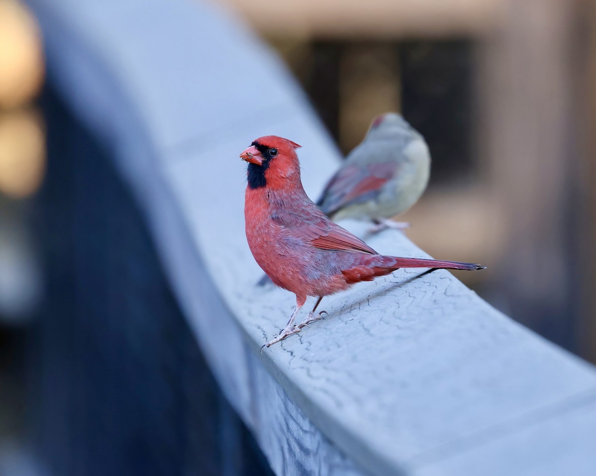 Northern Cardinal - ML643837120