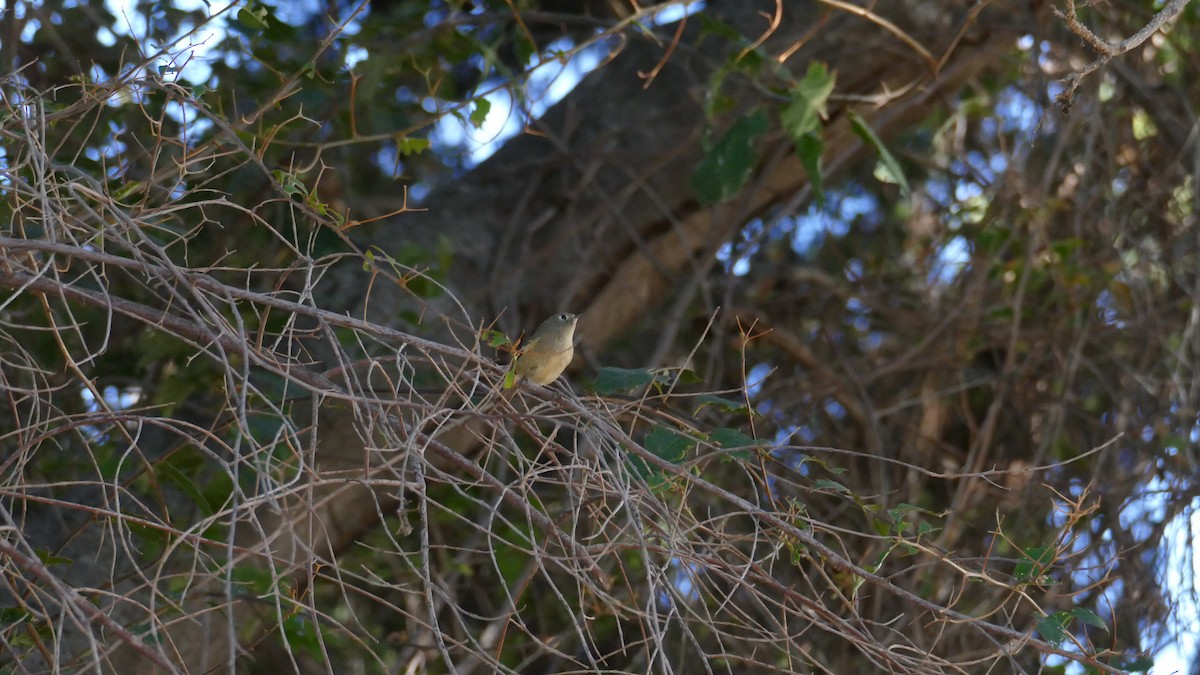 Ruby-crowned Kinglet - ML643837139