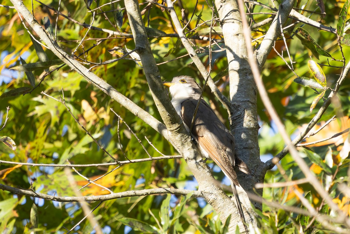 Yellow-billed Cuckoo - ML643837156
