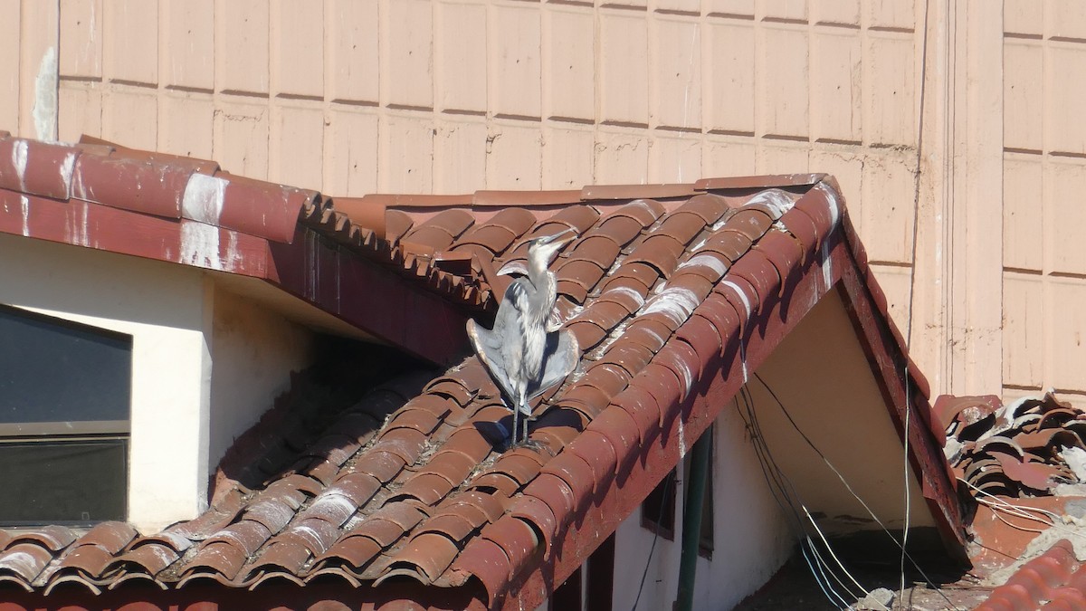 Great Blue Heron - ML643837172