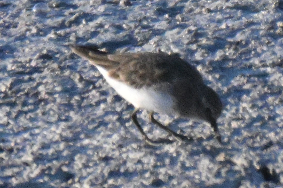 Wiesenstrandläufer - ML643837185
