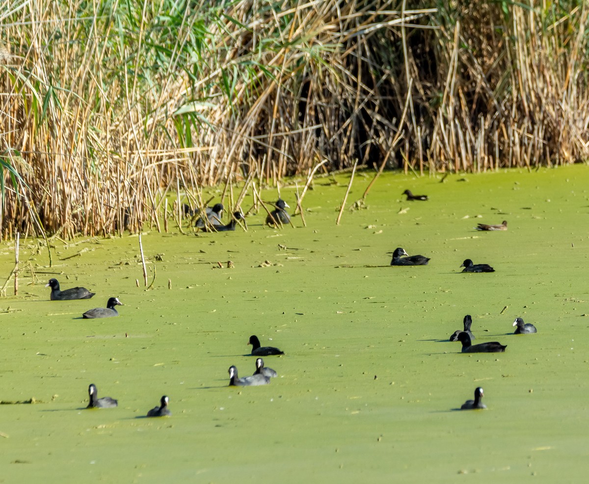 Eurasian Coot - ML643837192