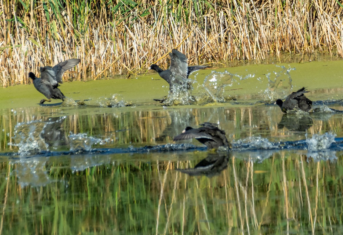 Eurasian Coot - ML643837193