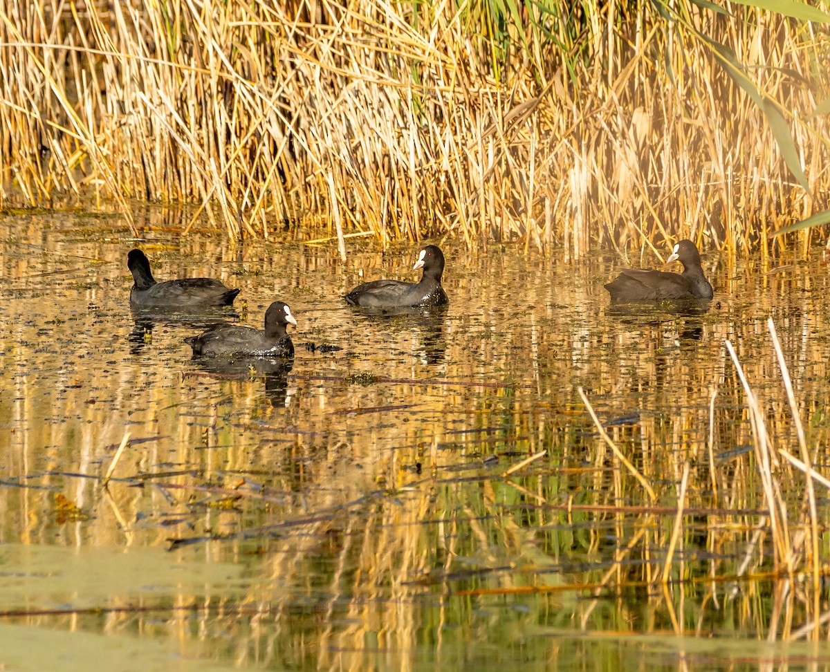 Eurasian Coot - ML643837194