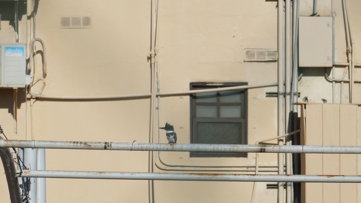 Belted Kingfisher - ML643837199