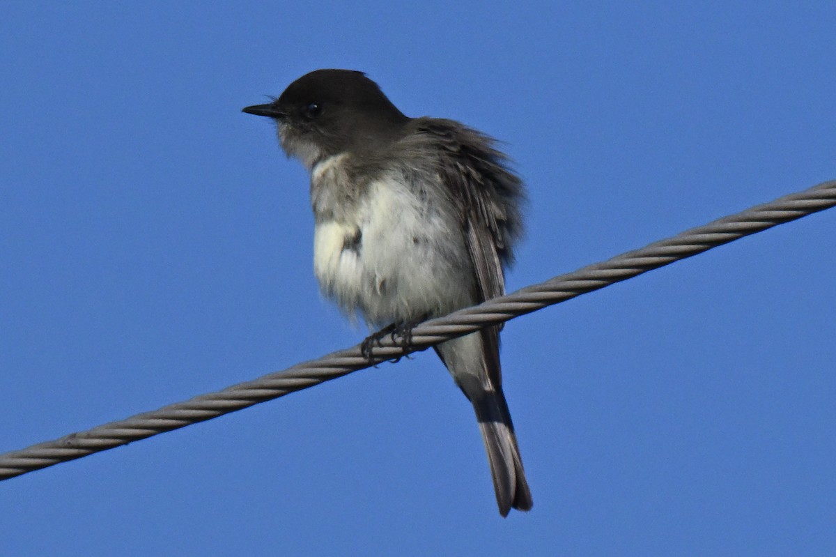Mosquero Fibí - ML643837208