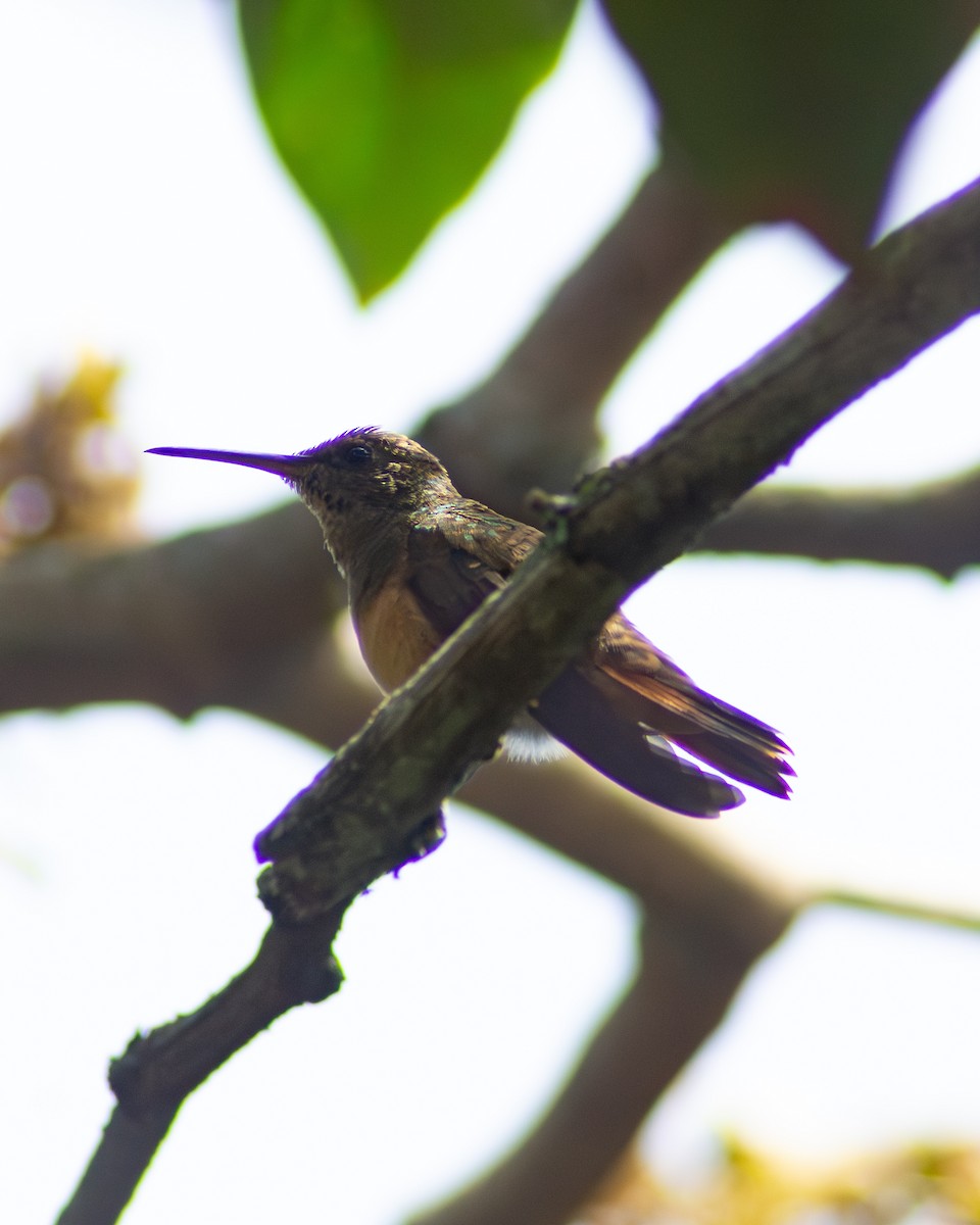 kastanjebukkolibri - ML643837216