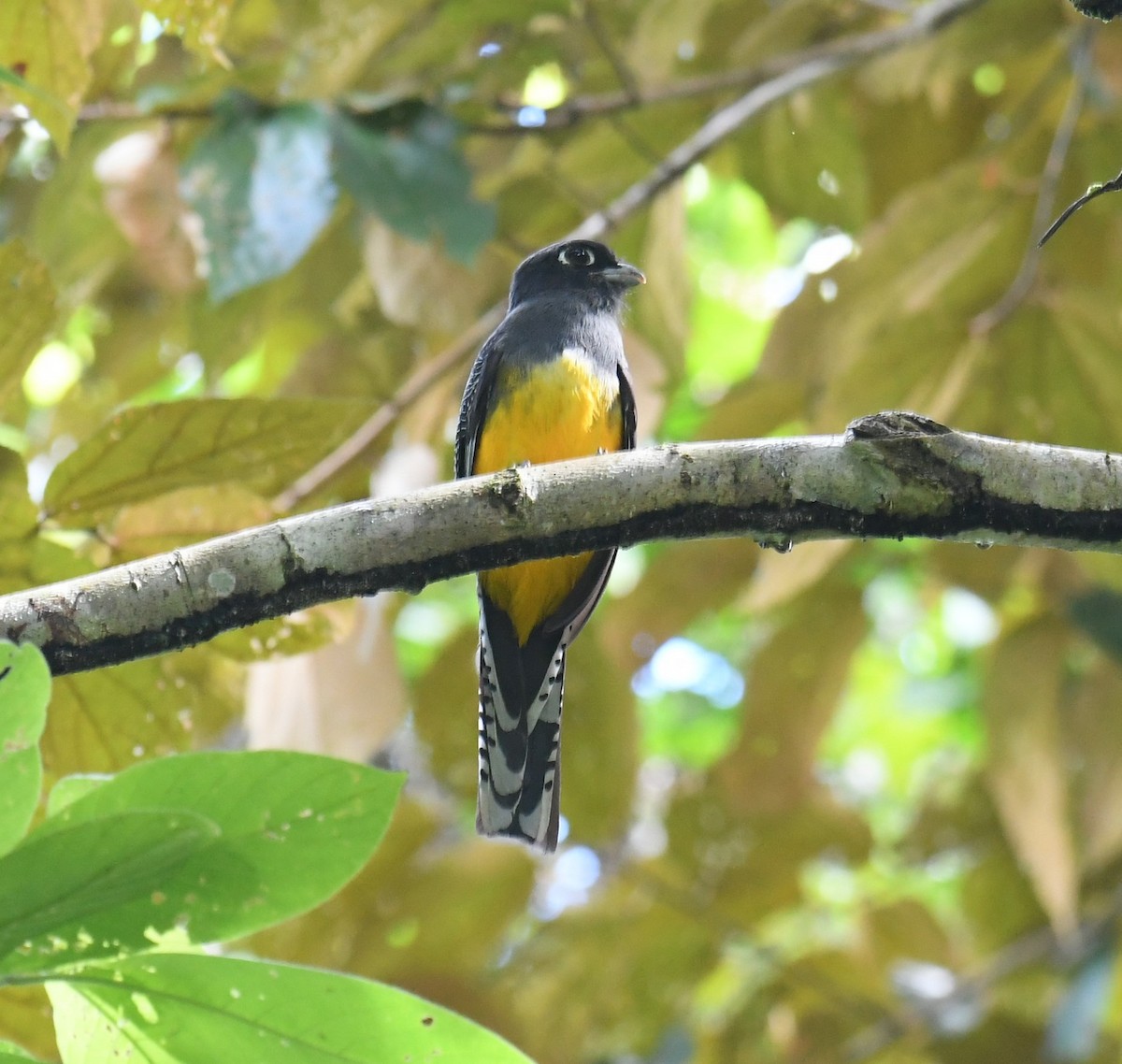 Gartered Trogon - ML643837262