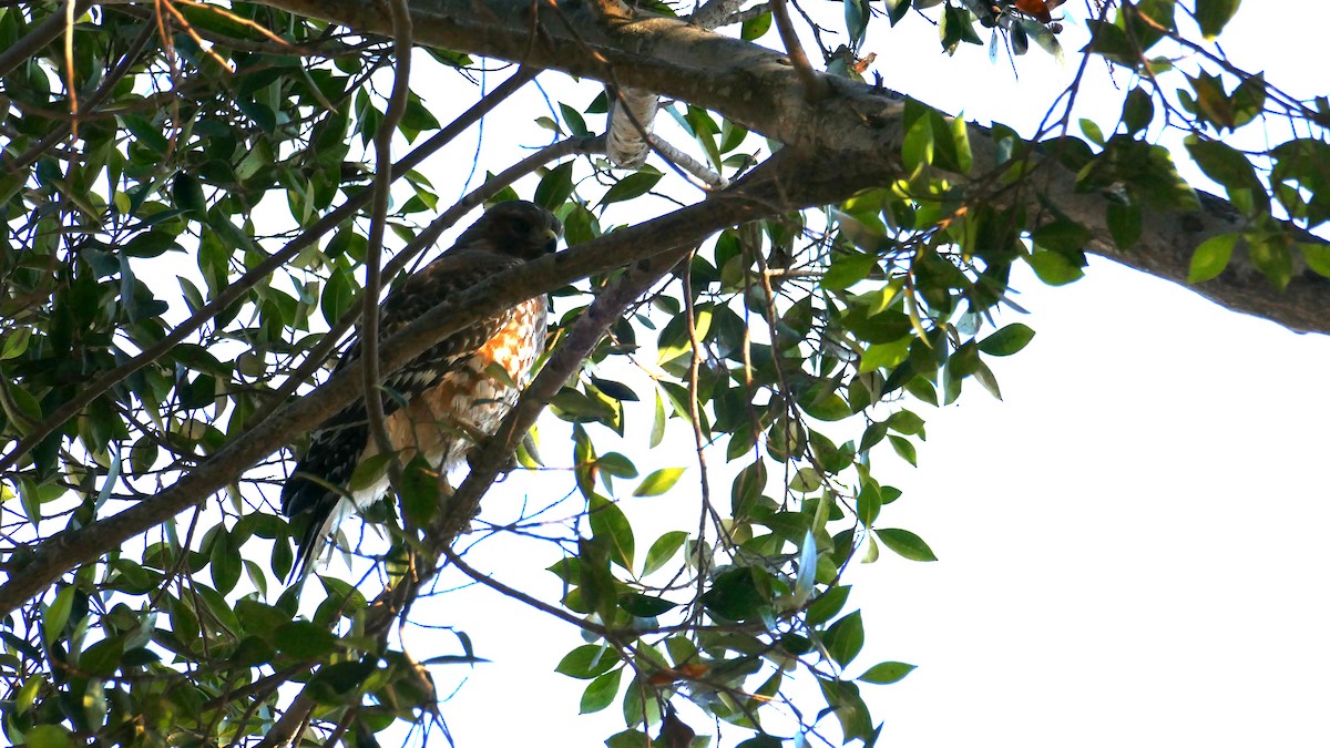 Red-shouldered Hawk - ML643837269