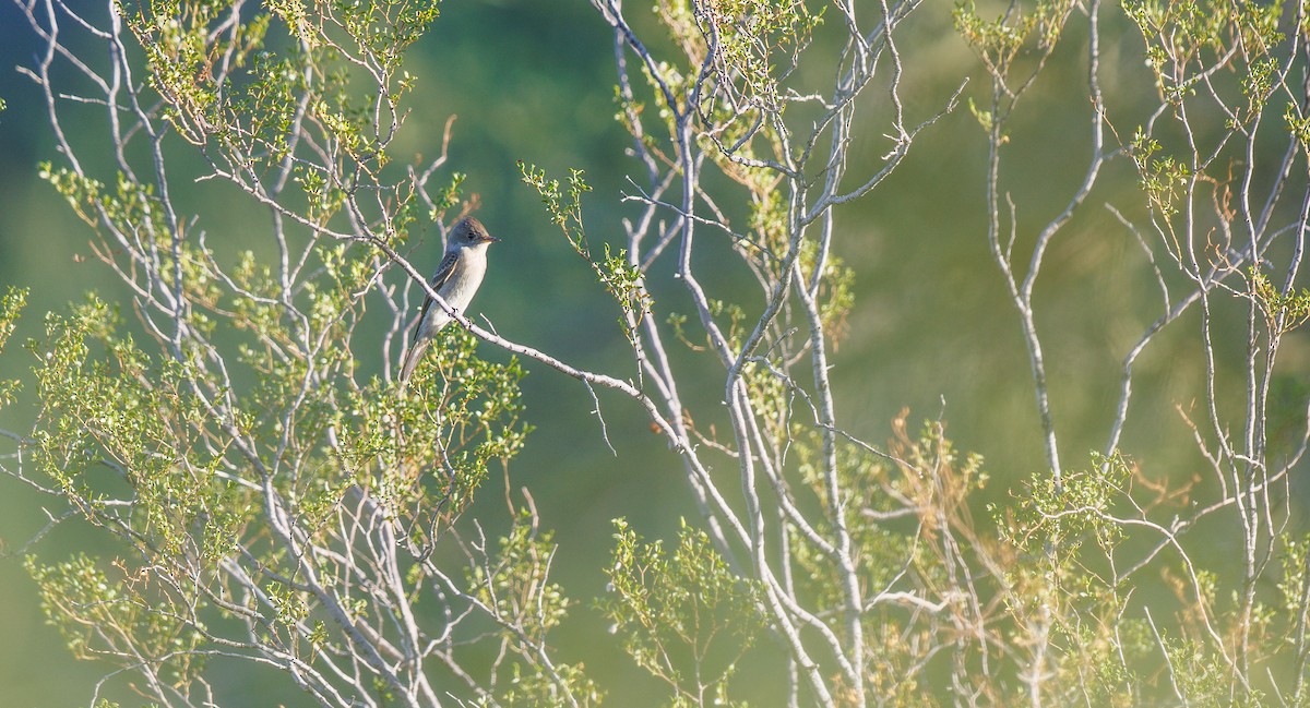 Western Wood-Pewee - ML643837298