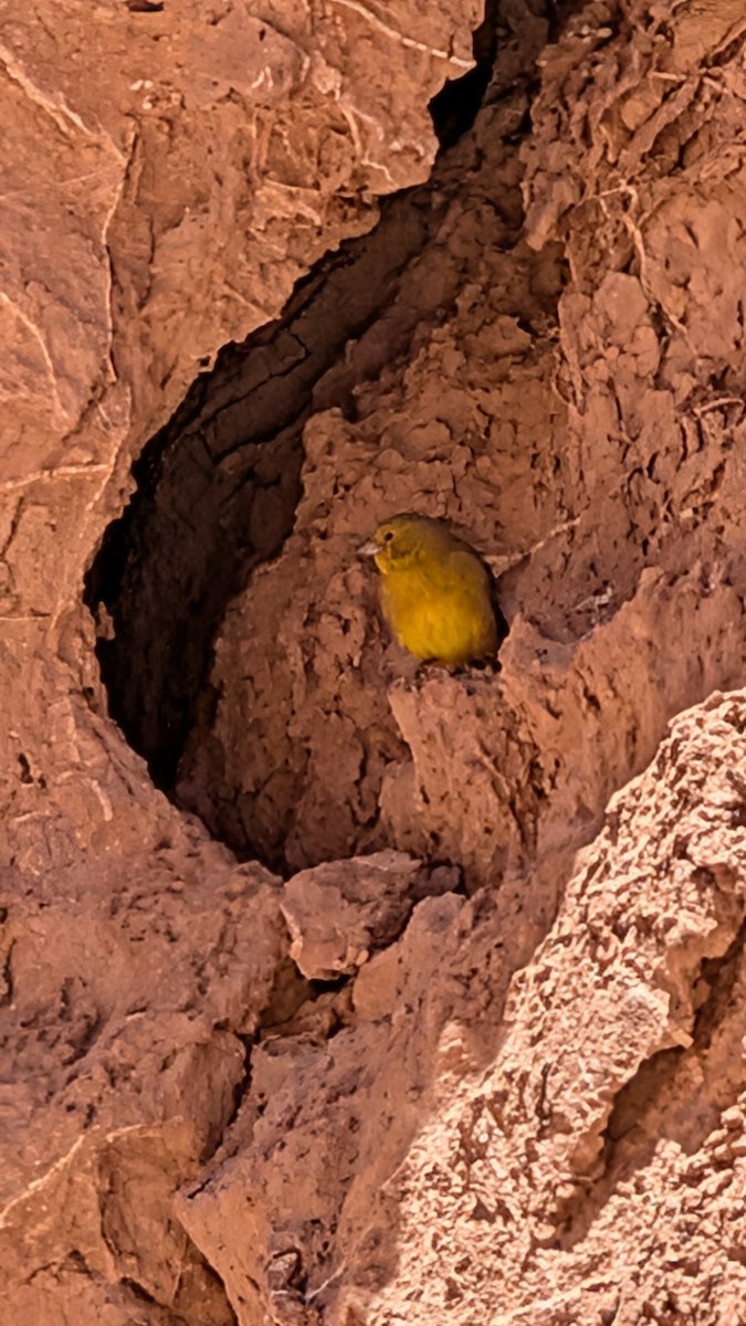 Greenish Yellow-Finch - ML643837300