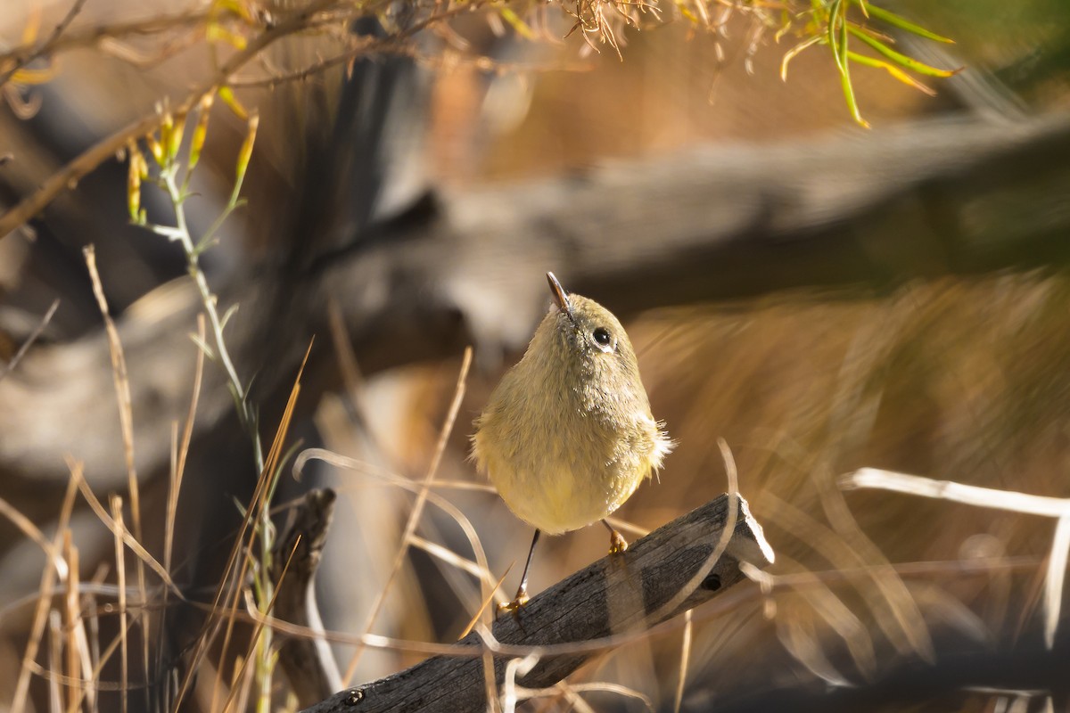 Ruby-crowned Kinglet - ML643837302