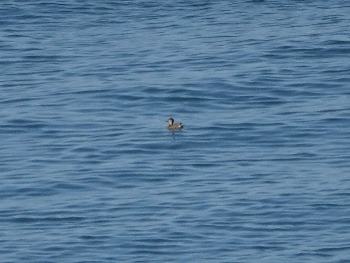 Green-winged Teal - ML643837303