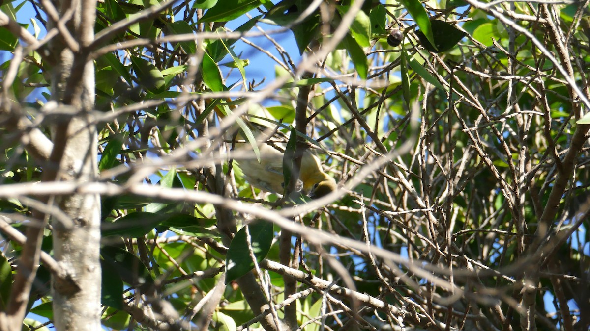 Bullock's Oriole - ML643837304