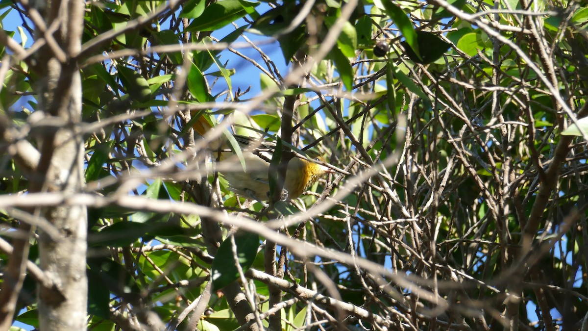 Bullock's Oriole - ML643837305