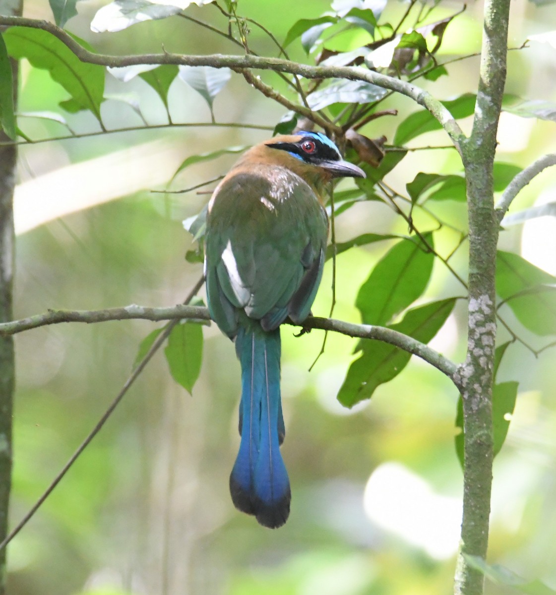 Motmot caraïbe - ML643837311