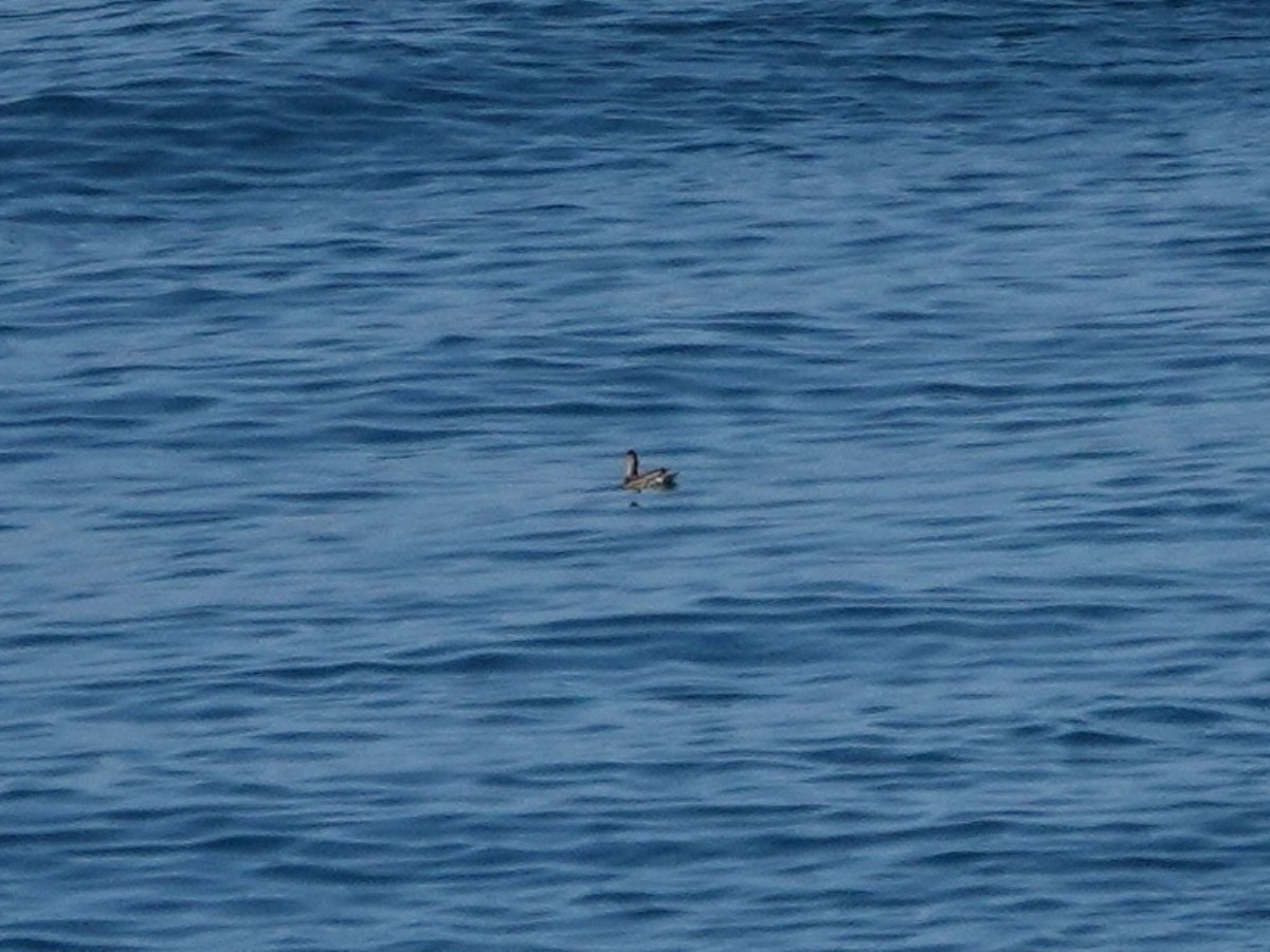 Green-winged Teal - ML643837313