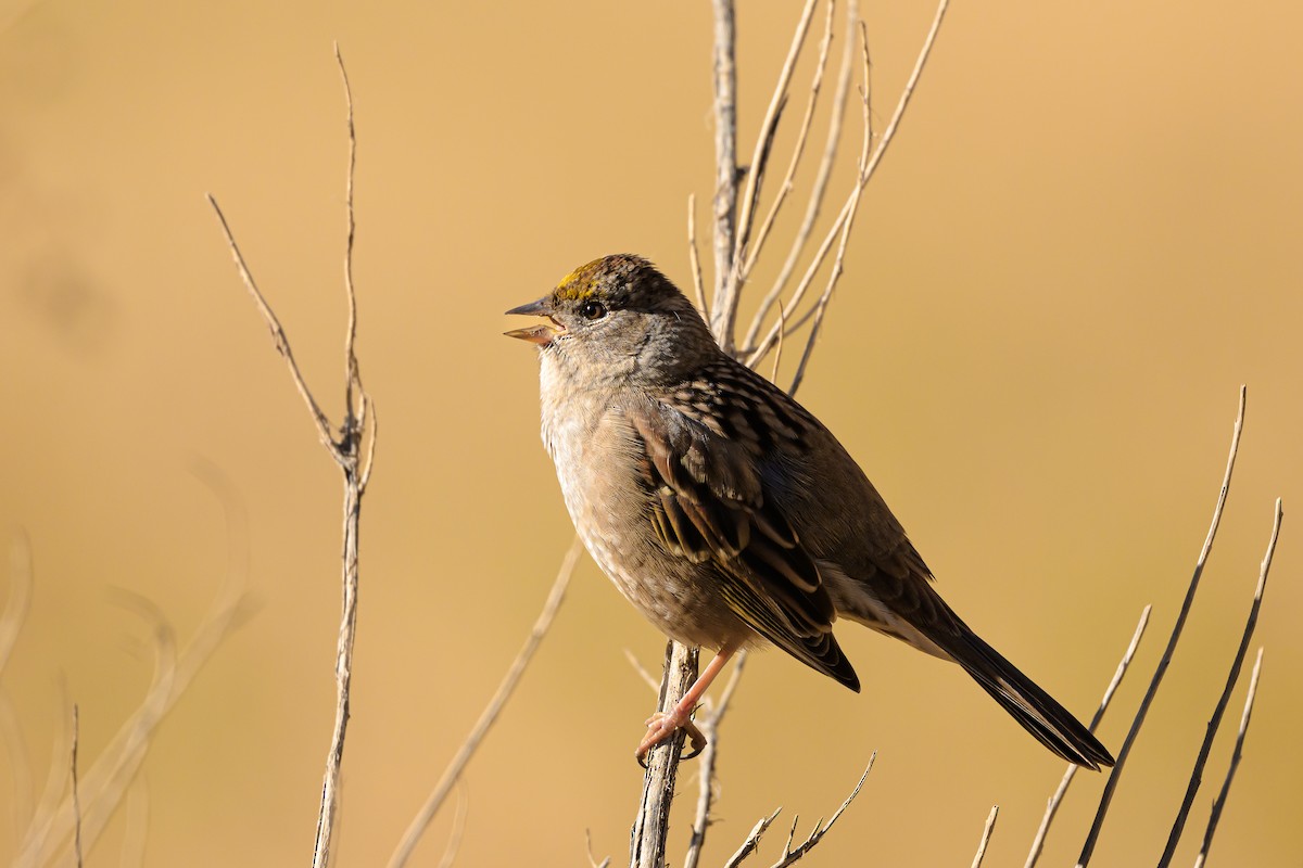 Golden-crowned Sparrow - ML643837321