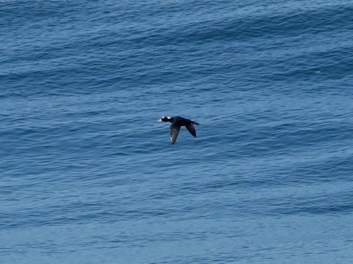 Surf Scoter - ML643837335