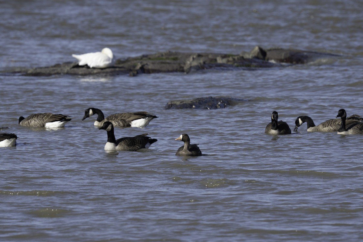Манхин галуу - ML643837340
