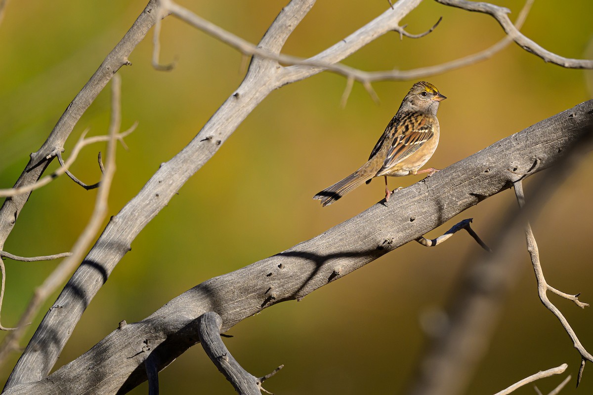 Golden-crowned Sparrow - ML643837343