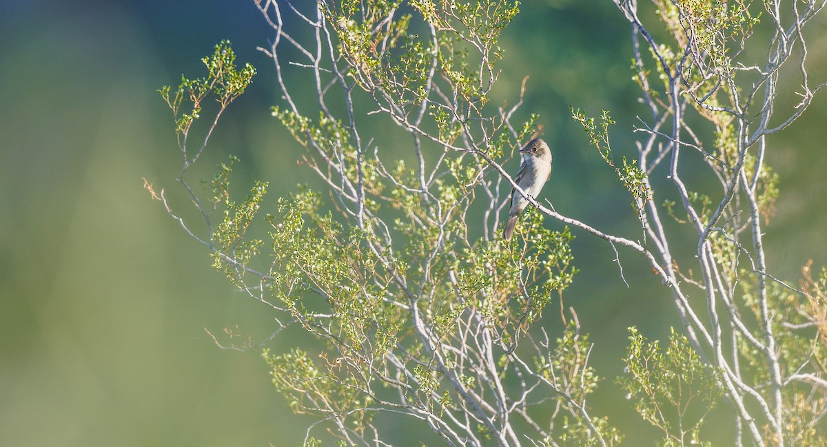 Western Wood-Pewee - ML643837345
