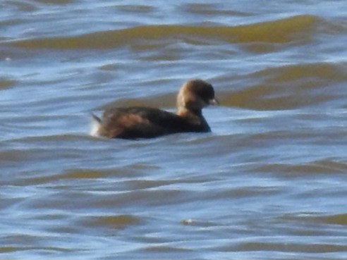 Пірникоза рябодзьоба - ML643837349