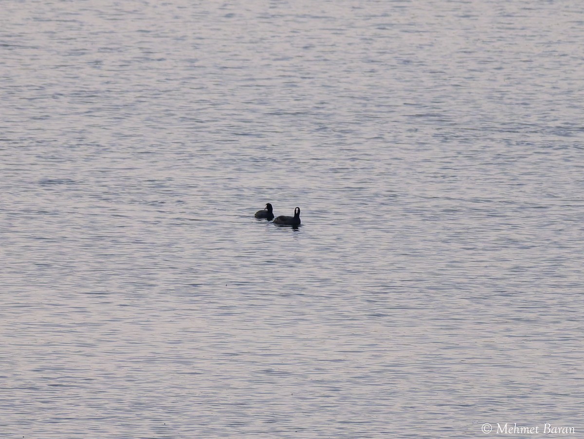 Eurasian Coot - ML643837356