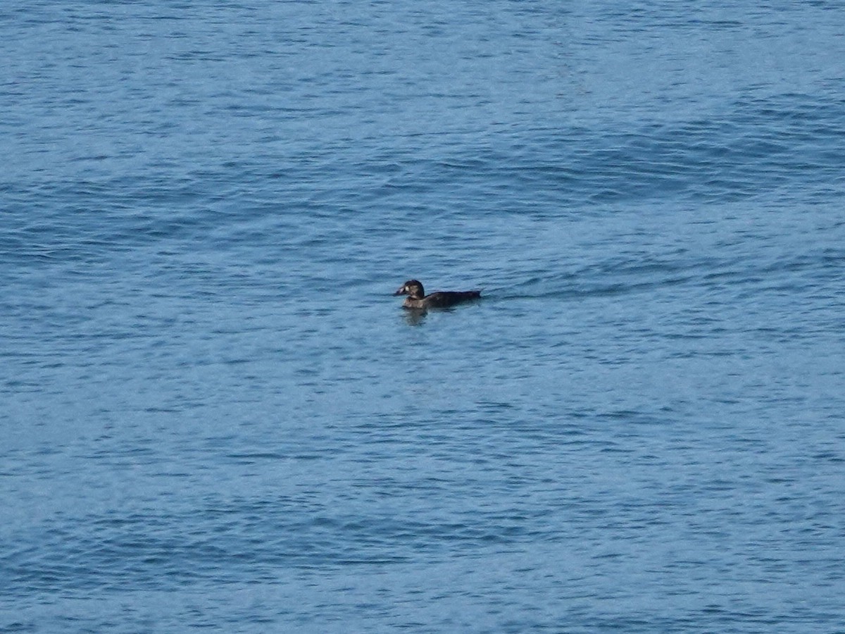 Surf Scoter - ML643837359