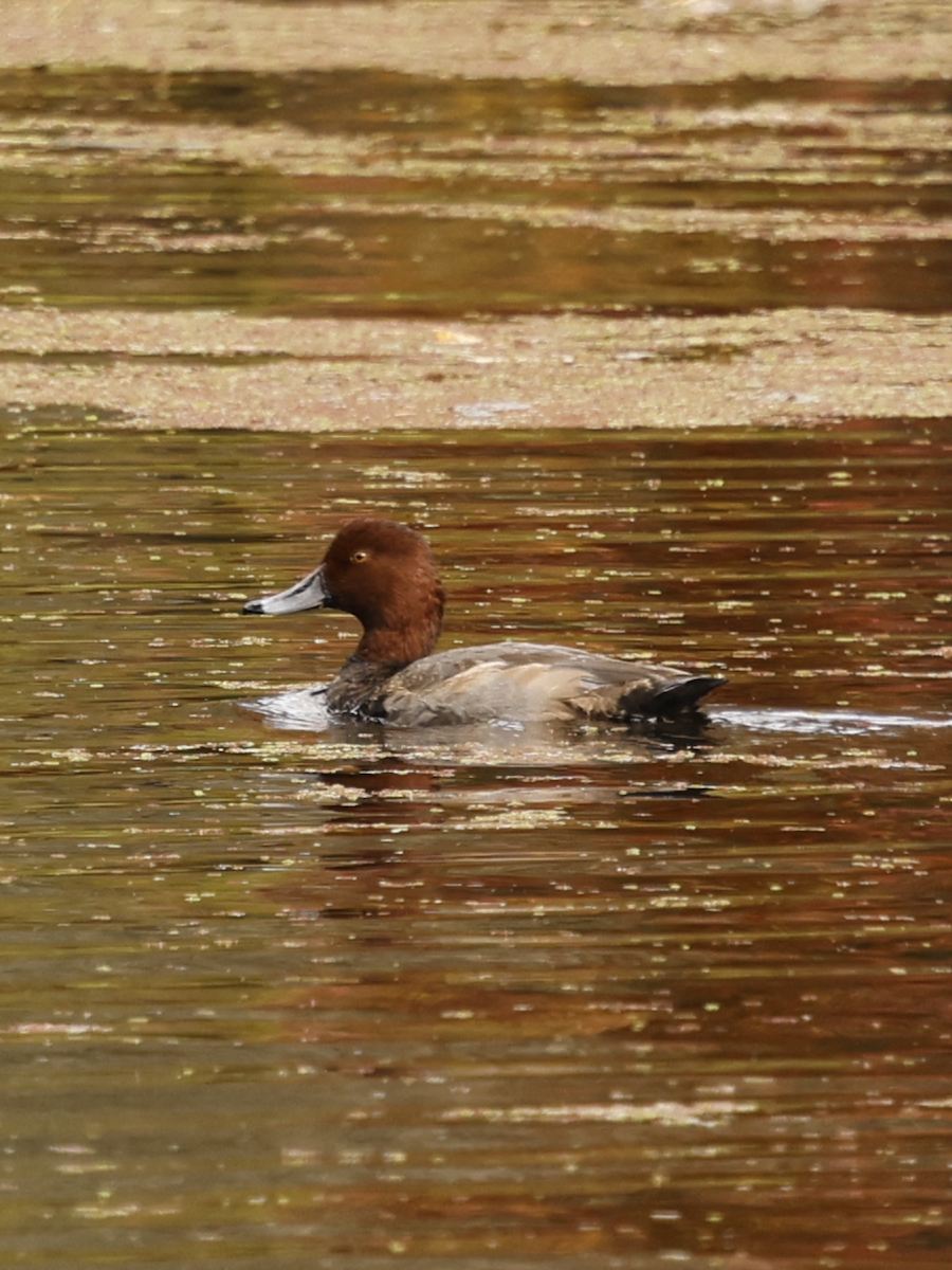 Redhead - ML643837366