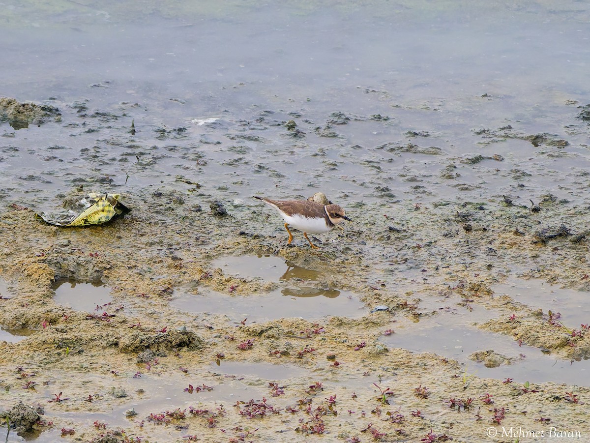 Common Ringed Plover - ML643837370
