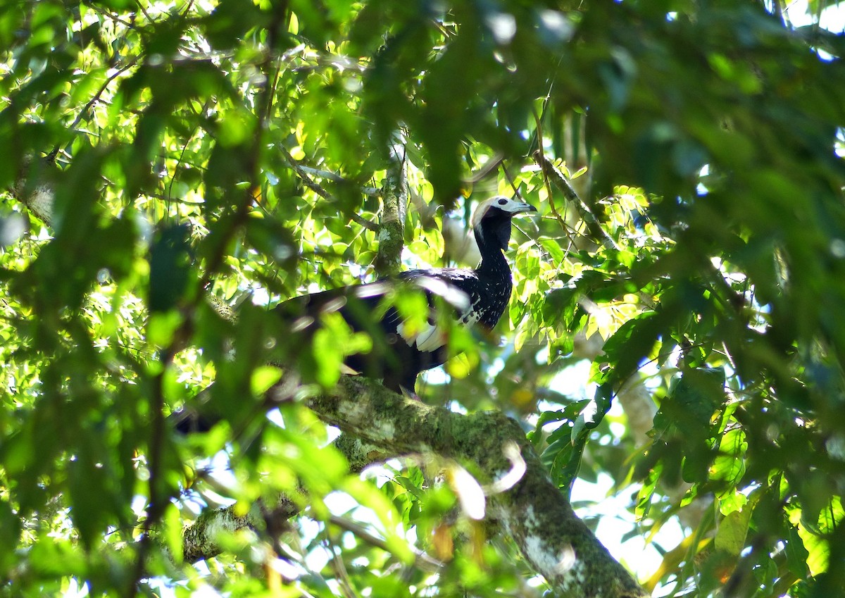 Blue-throated Piping-Guan - ML643837379