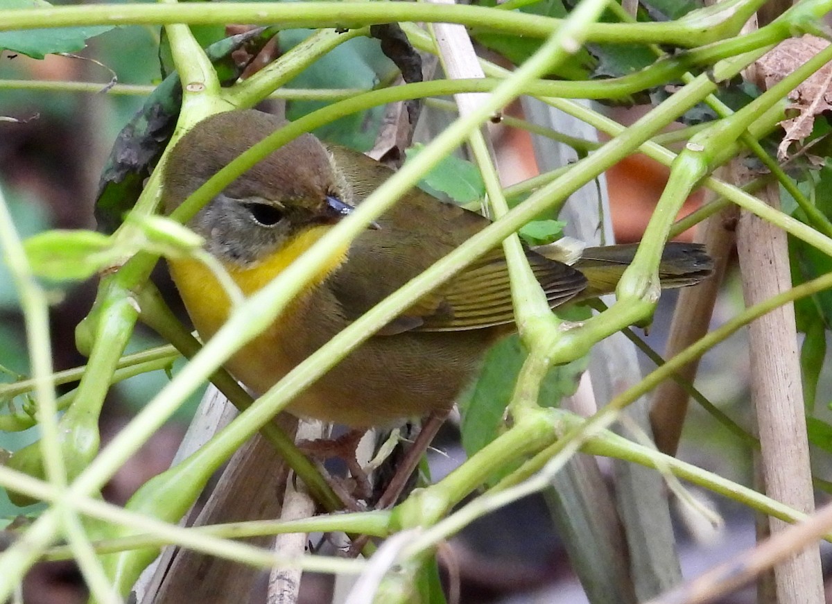 Common Yellowthroat - ML643837383