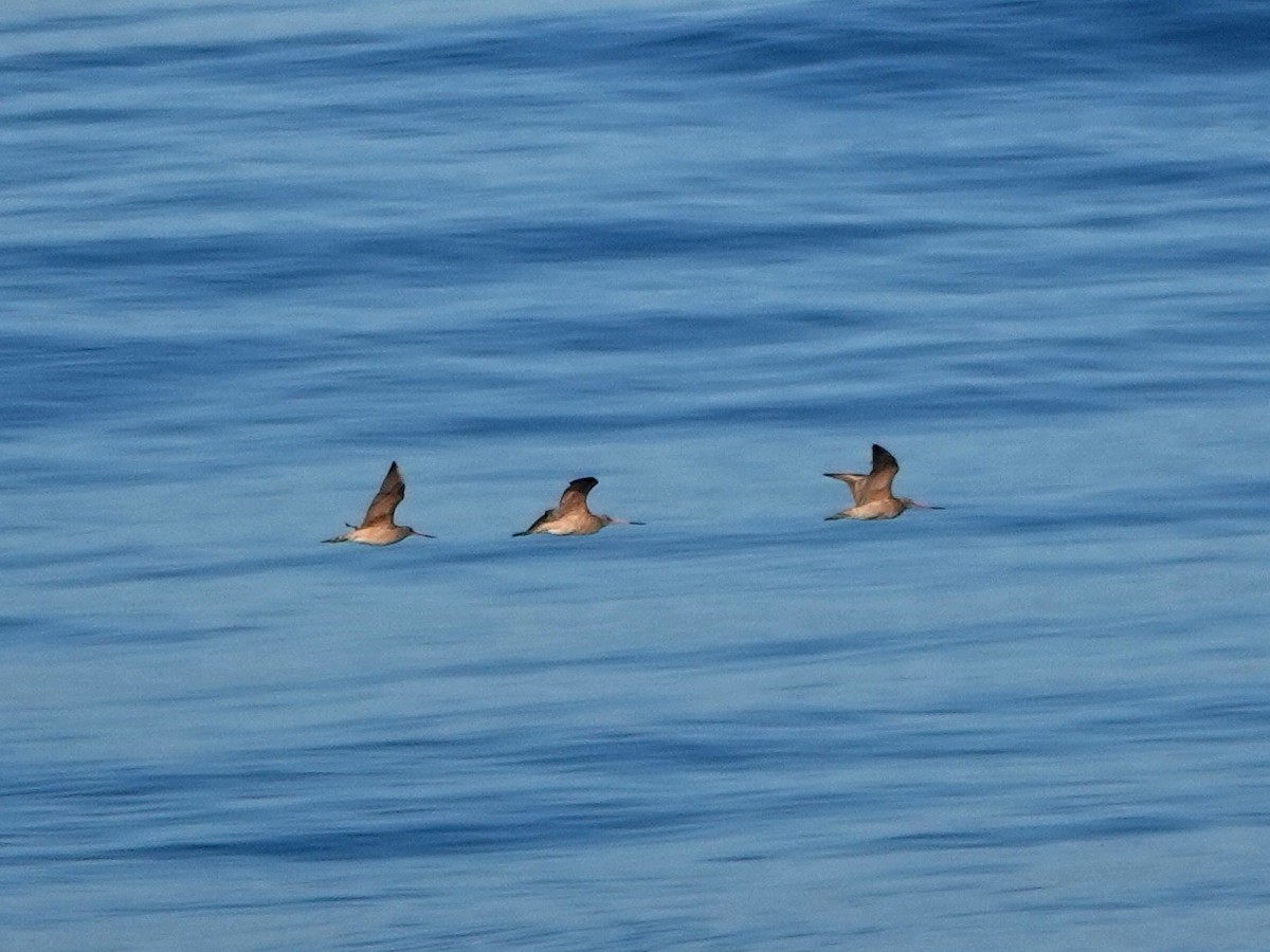 Marbled Godwit - ML643837402
