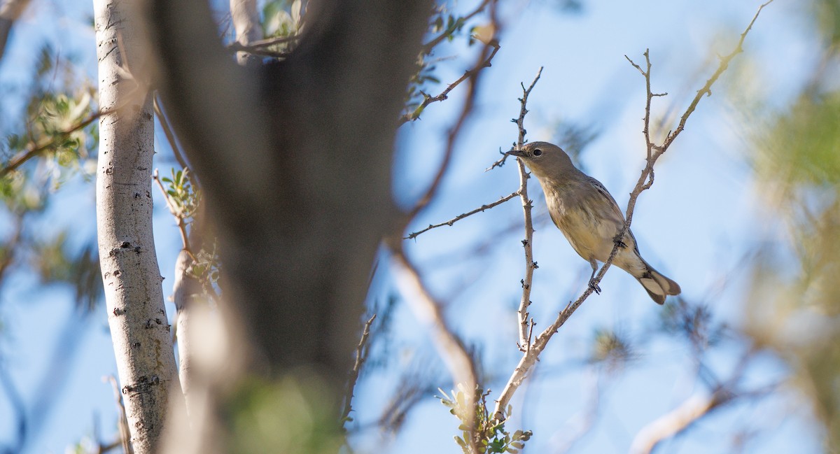 Kronenwaldsänger (Audubonwaldsänger) - ML643837403