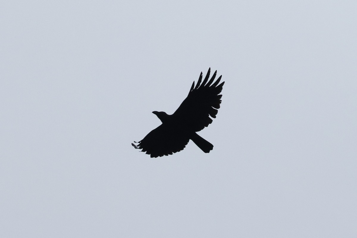 Sulawesi Crow - ML643837422