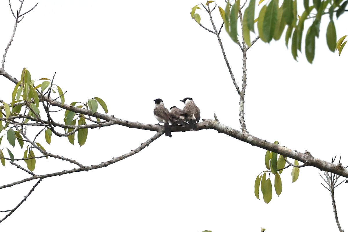 Bulbul Ventridorado - ML643837450