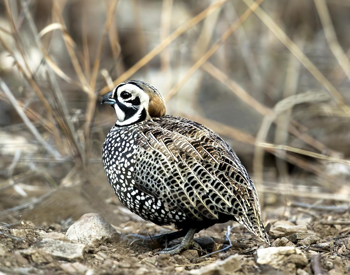 Montezuma Quail - ML643837460