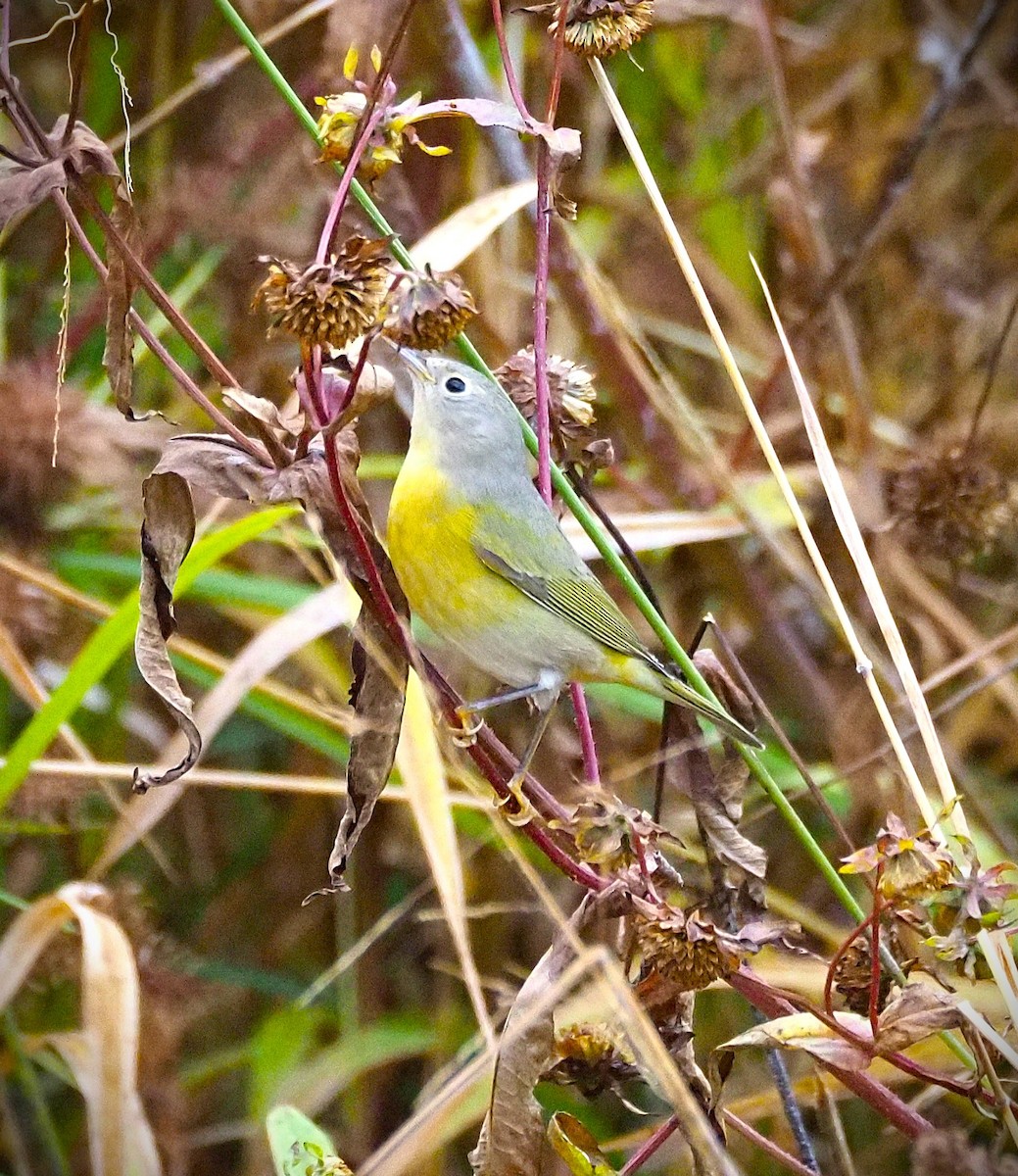 Nashville Warbler - ML643837486