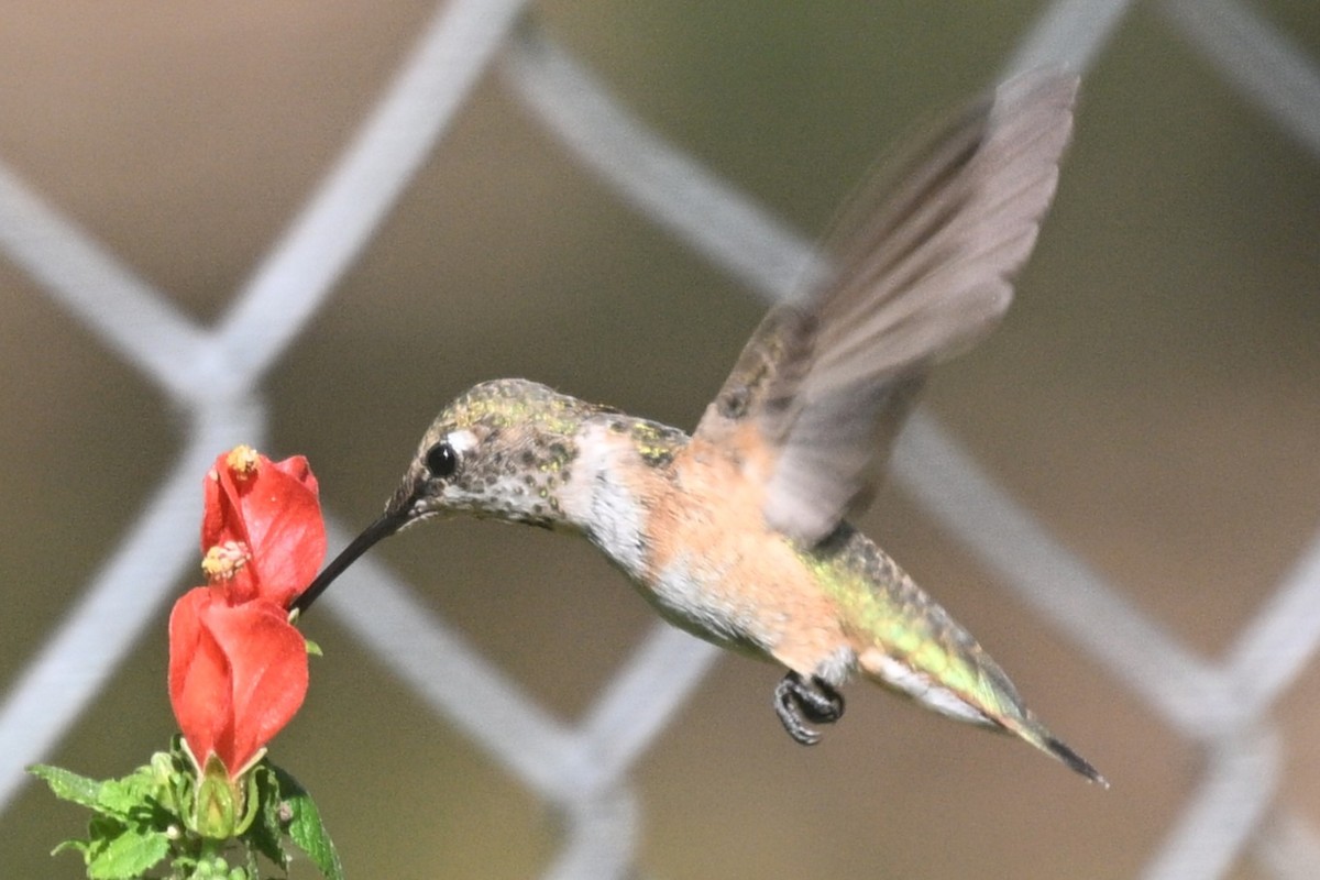 Rufous Hummingbird - ML643837511