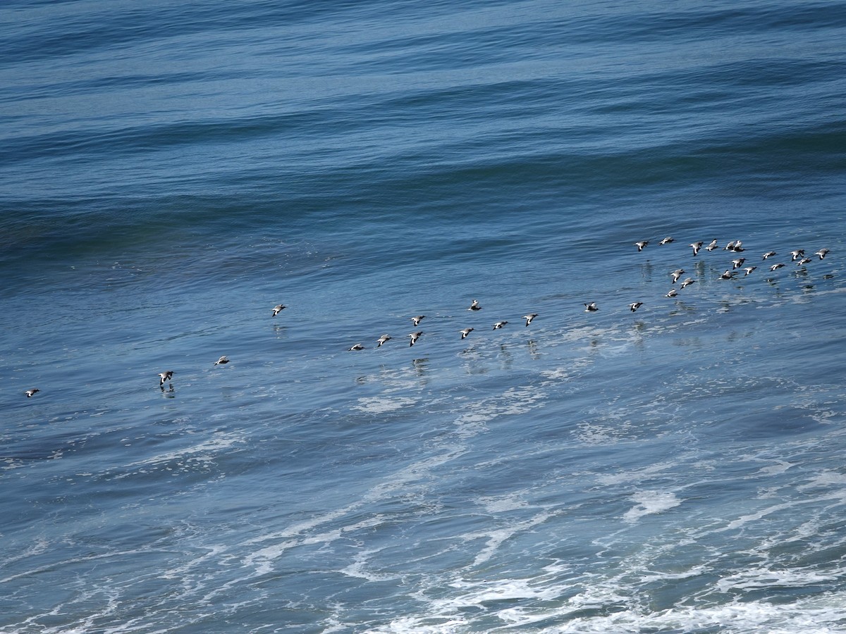 Willet - ML643837525