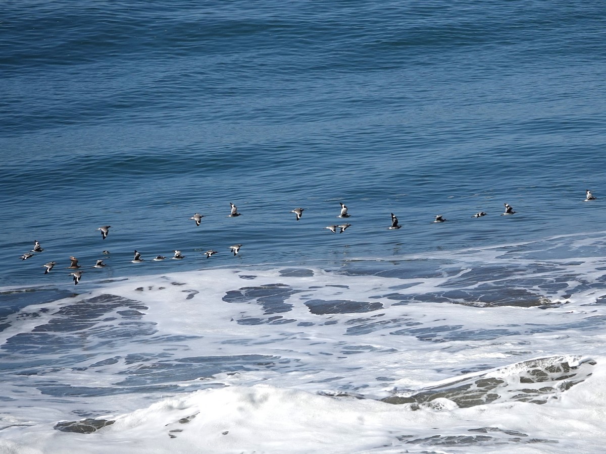 Willet - ML643837542