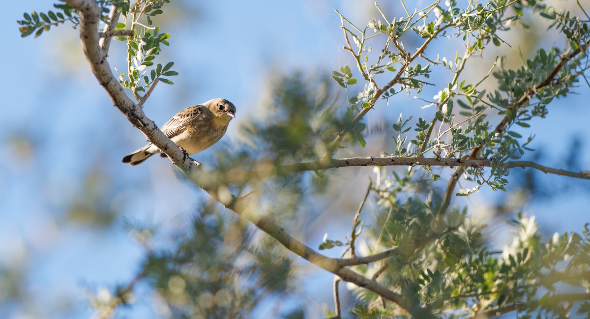 Kronenwaldsänger (Audubonwaldsänger) - ML643837548